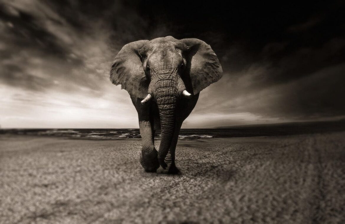 Portrait en noir et blanc d'un éléphant d'Afrique marchant de face lors d'un safari photo en Tanzanie.