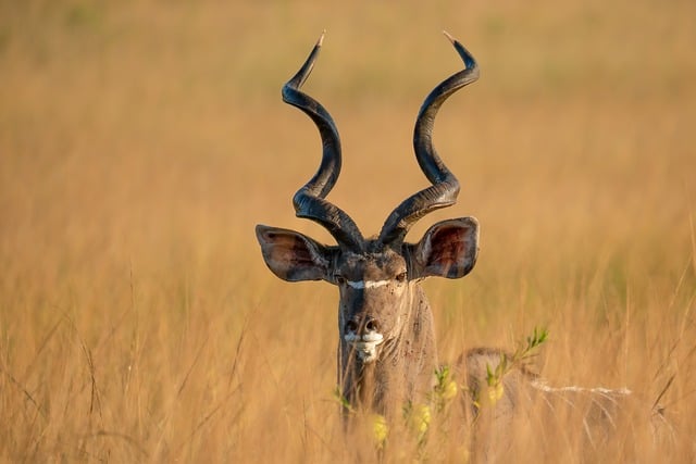 Portrait rapproché d'un majestueux Grand Koudou mâle aux cornes torsadées, debout au milieu des hautes herbes dorées de la savane africaine.